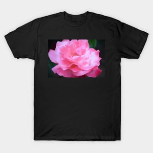 Rose 384 T-Shirt